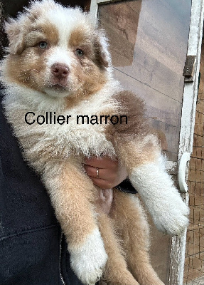 COLLIER MARRON