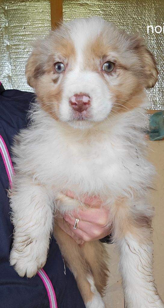 du Domaine des Australiens - Chiot disponible  - Berger Australien