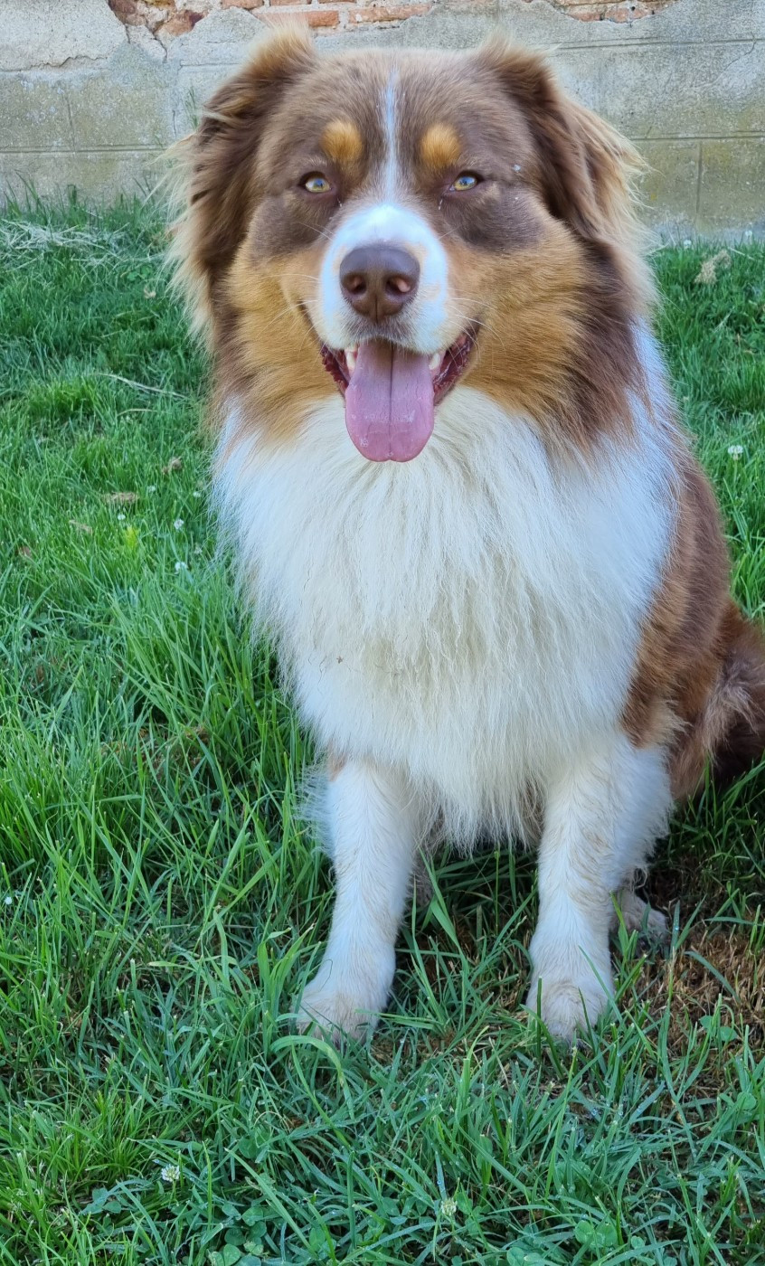 Riley du Domaine des Australiens