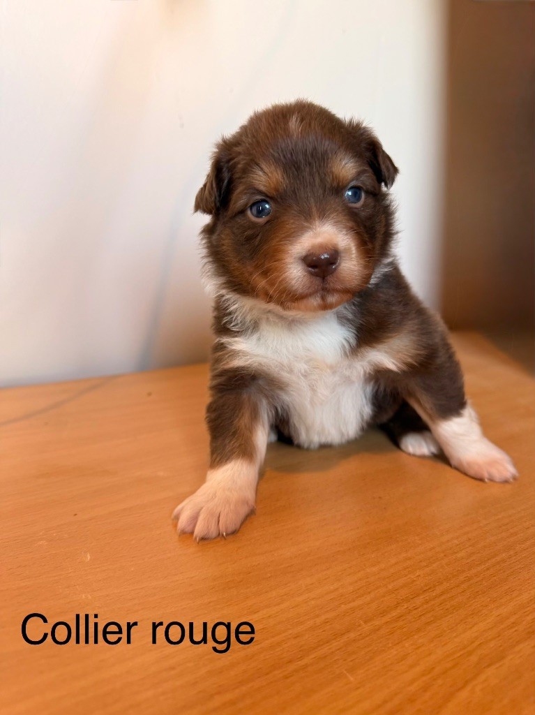 du Domaine des Australiens - Chiots disponibles - Berger Australien