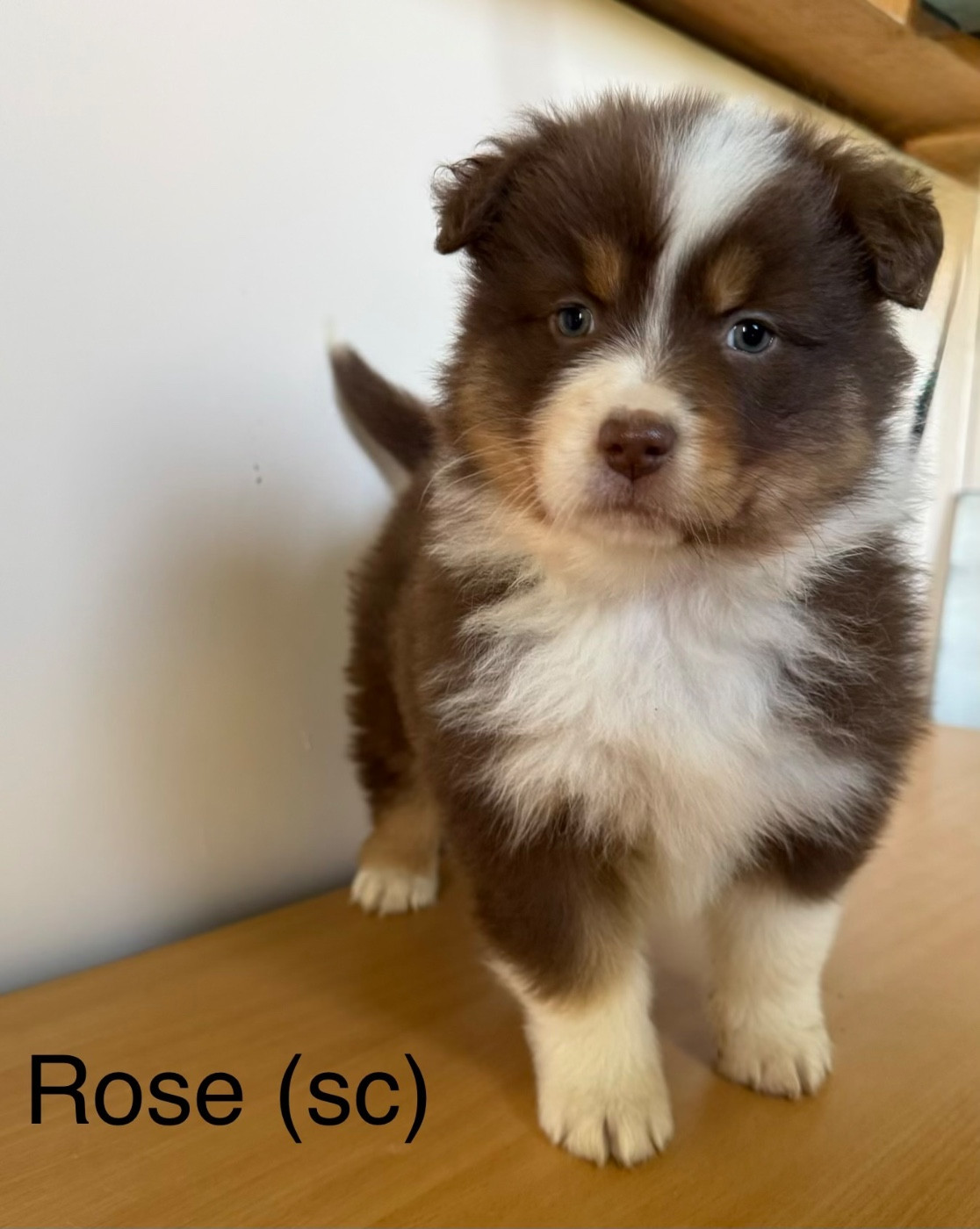 du Domaine des Australiens - Chiots disponibles - Berger Australien