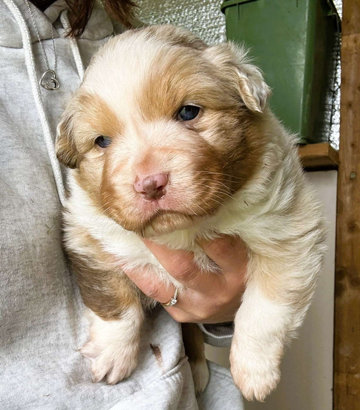 du Domaine des Australiens - Chiots disponibles - Berger Australien