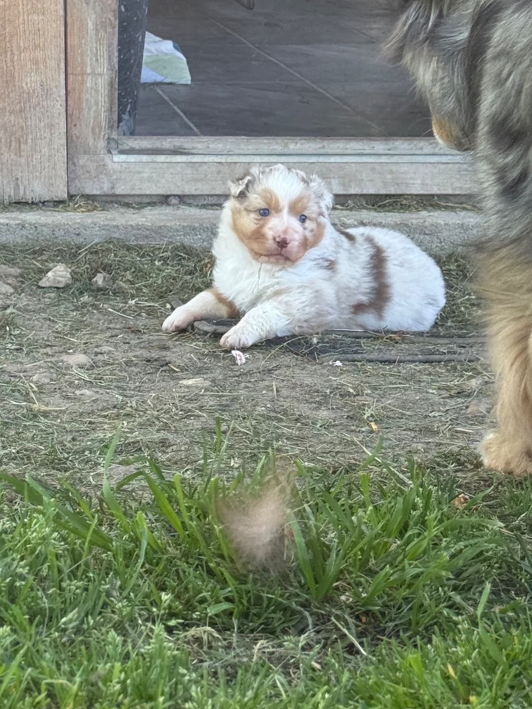 du Domaine des Australiens - Chiots disponibles - Berger Australien