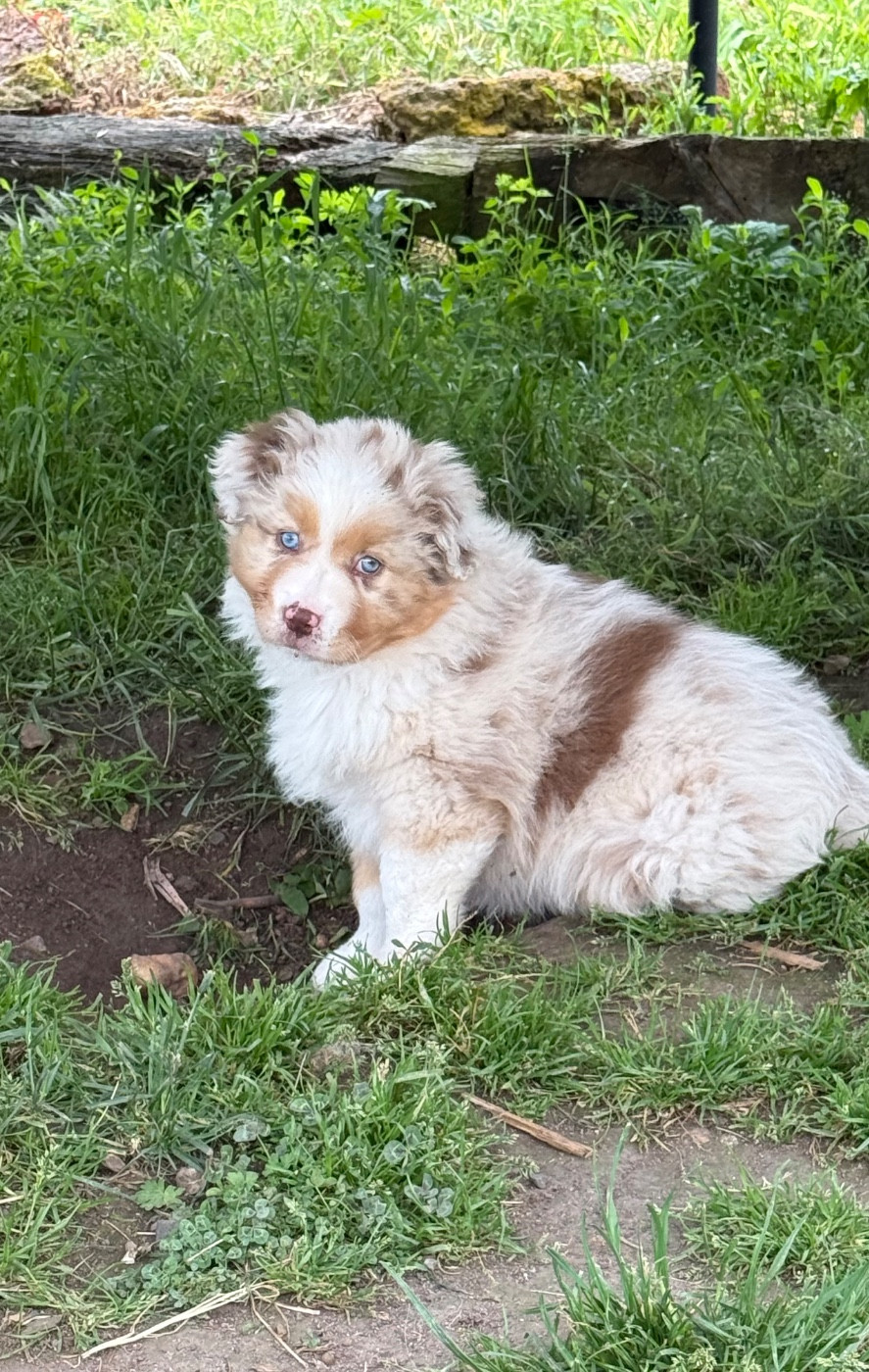 du Domaine des Australiens - Chiots disponibles - Berger Australien