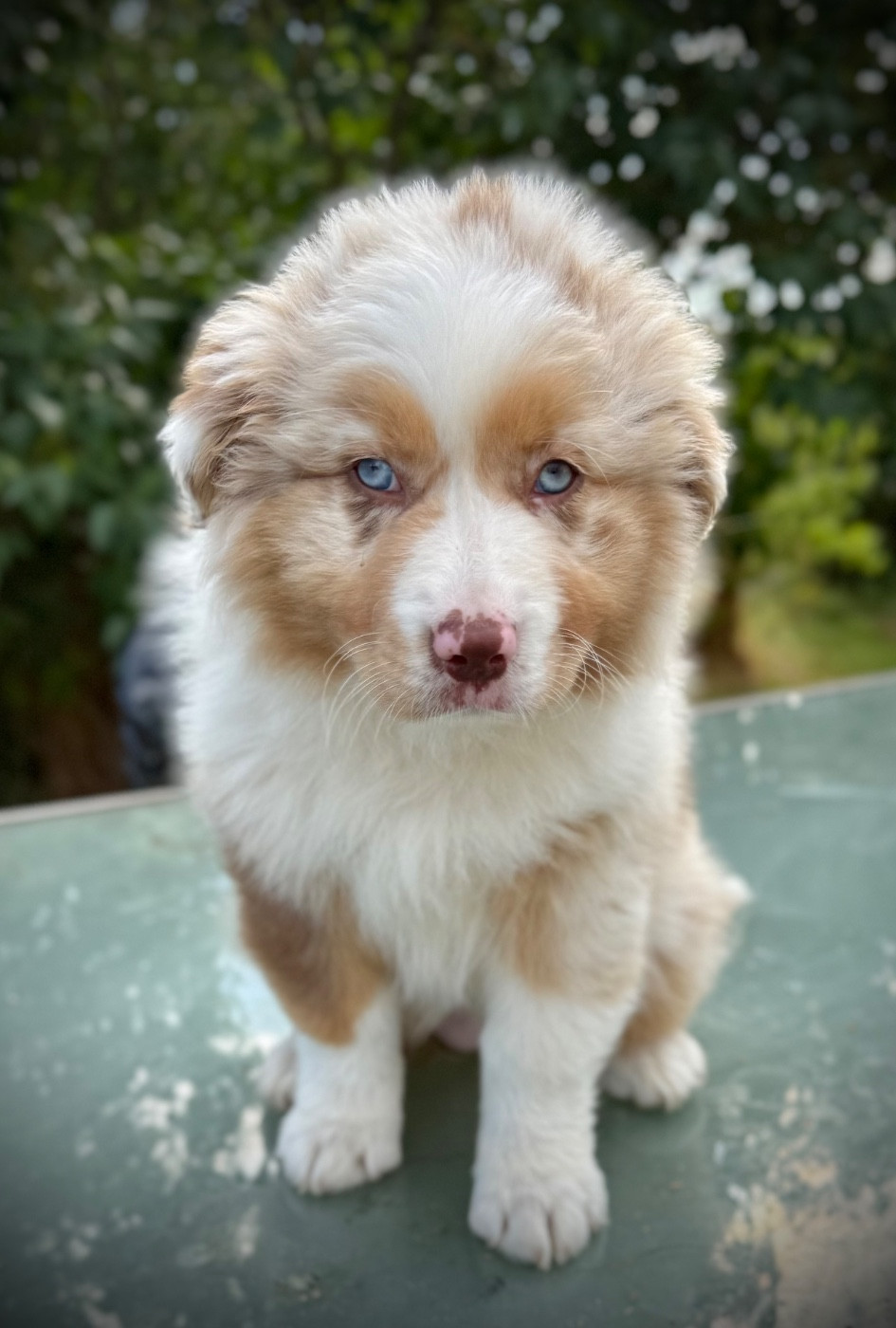 du Domaine des Australiens - Chiots disponibles - Berger Australien