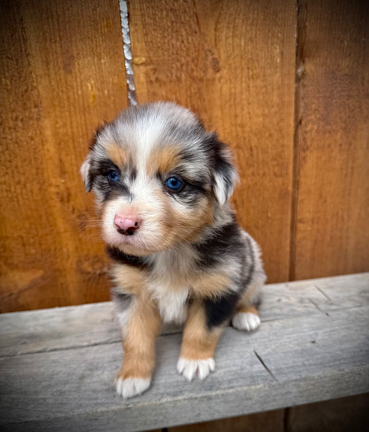 du Domaine des Australiens - Chiots disponibles - Berger Australien