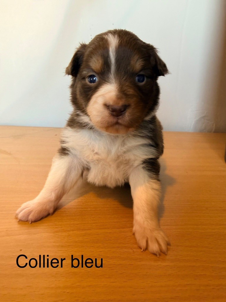 du Domaine des Australiens - Chiots disponibles - Berger Australien