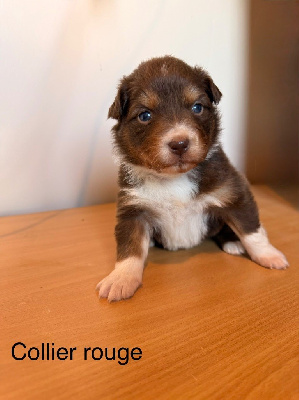 Collier rouge